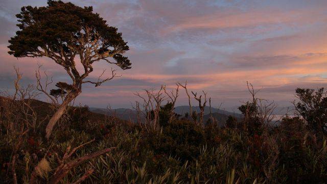 Bikin Heboh Jagat Maya, Ini Legenda Manusia Kerdil di Hutan Indonesia