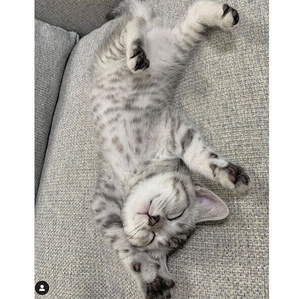 バンザイ寝 をする猫 しない猫の傾向を獣医師が解説 ねこのきもちnews