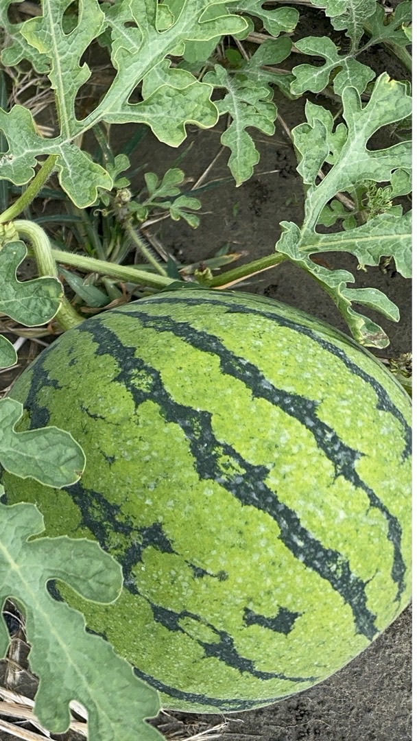 季節限定（水果）