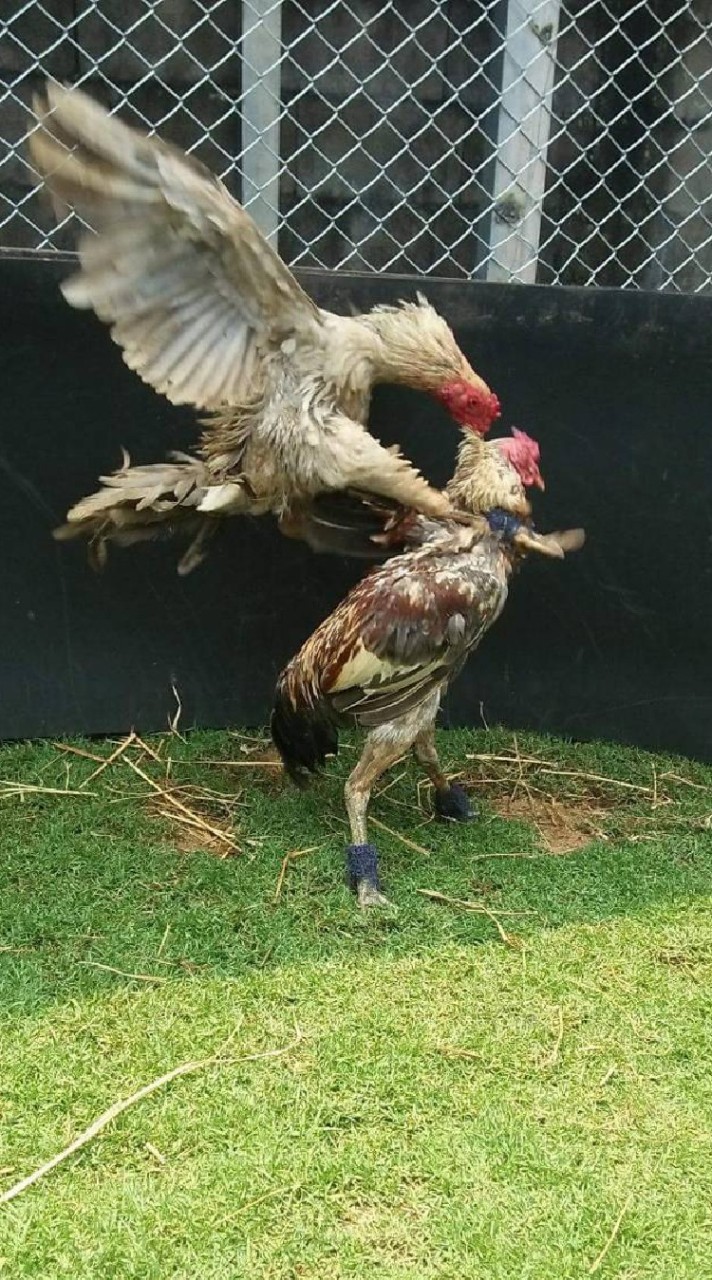 ไก่ชนวันนี้vsถ่ายสด