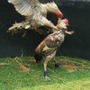 ไก่ชนวันนี้vsถ่ายสด