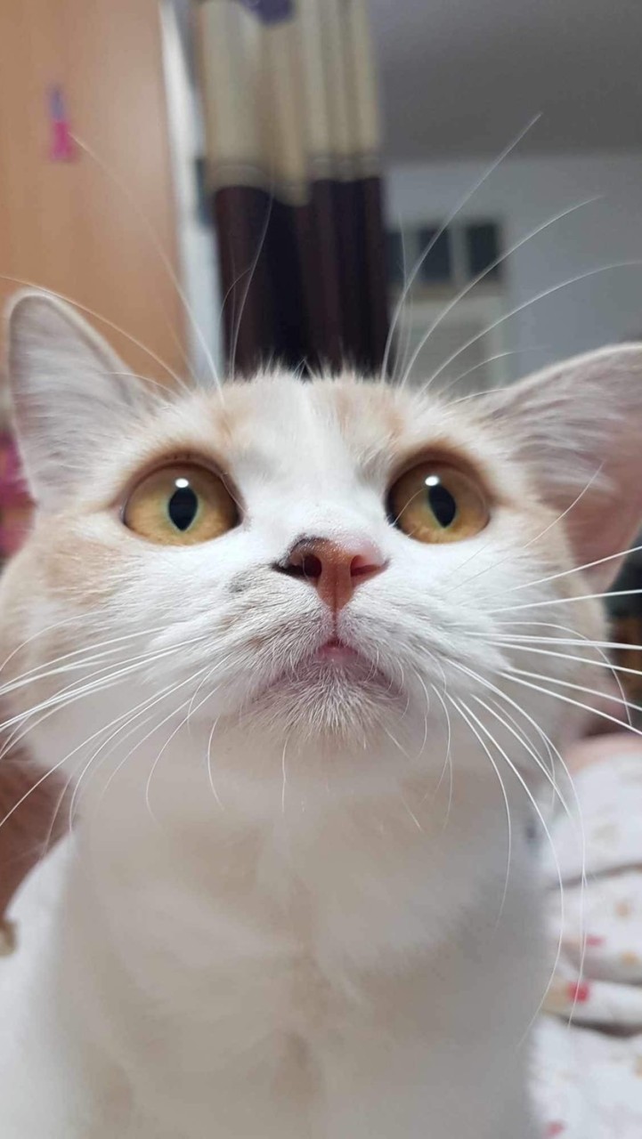 tamacreamcat