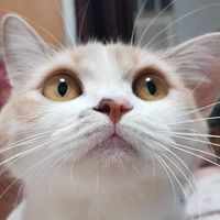 tamacreamcat