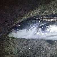 シーバスフィッシング  最上川