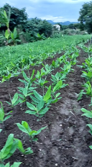 農產品植物種植，加工團購網