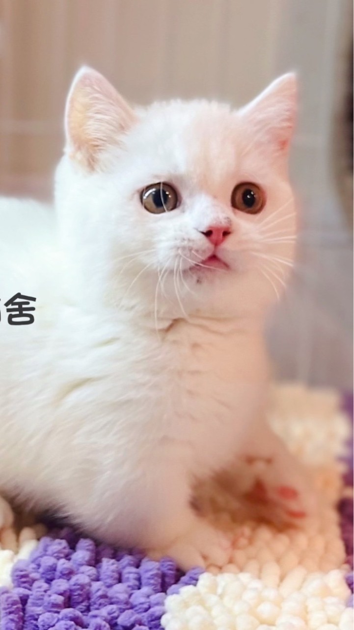 合法寵物業者互助社群-