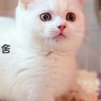 合法寵物業者互助社群-