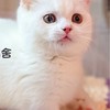 合法寵物業者互助社群-