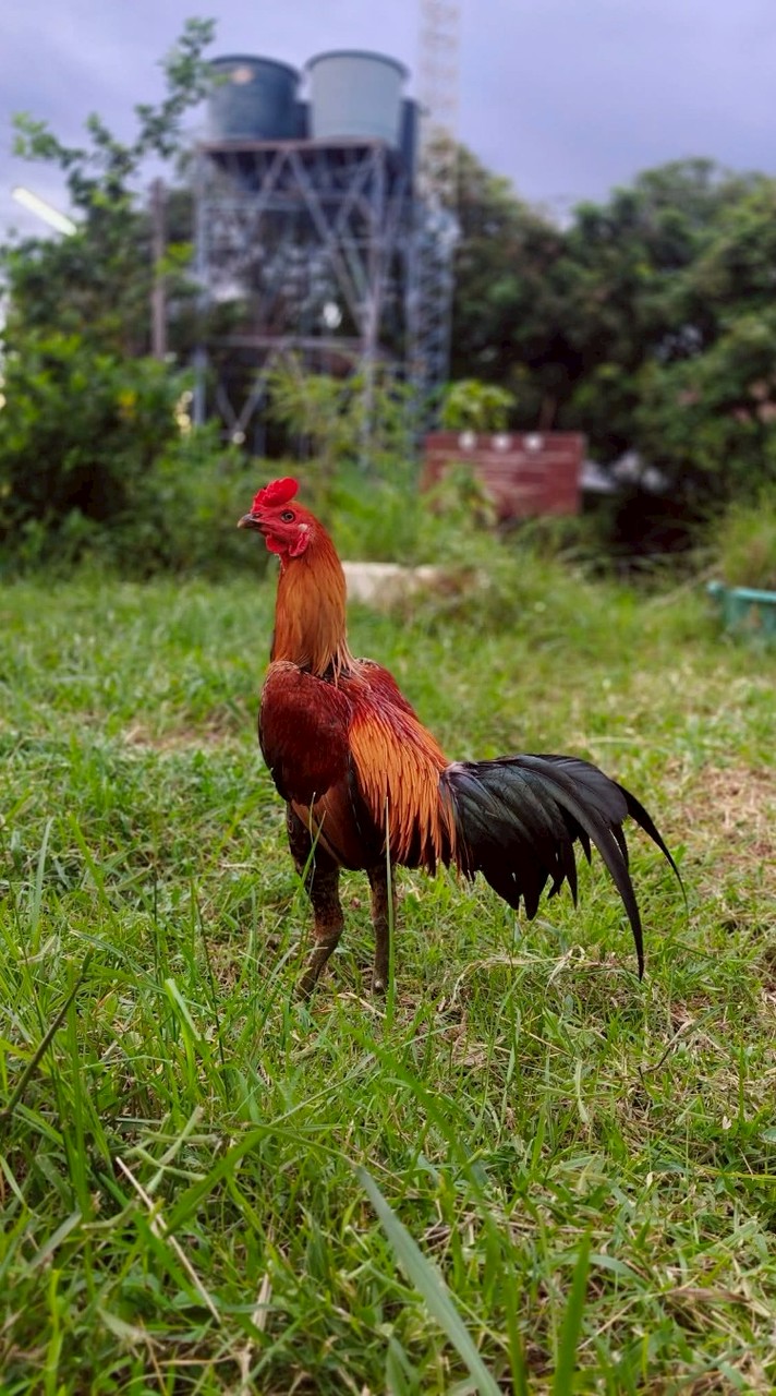 ซุ้ม. รุ่งเจริญฟาร์ม เขมราฐ(พัฒนา.ไก่พม่าม้าล่อแข้งหน้า)