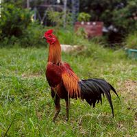 ซุ้ม. รุ่งเจริญฟาร์ม เขมราฐ(พัฒนา.ไก่พม่าม้าล่อแข้งหน้า)