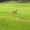 ⛳️大阪ゴル友⛳️(初心者〜中級者)