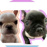 🍀🌈SOARA🌈🍀🐶🐾『発言禁止』