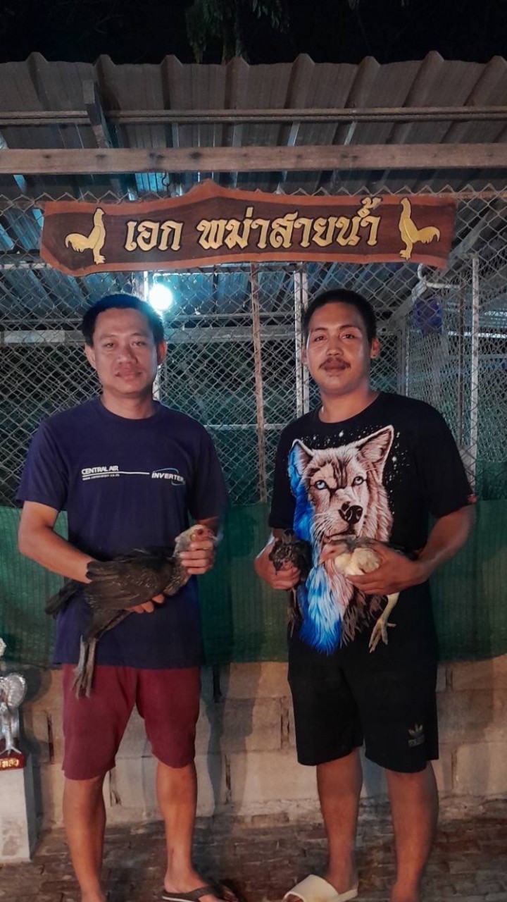 เพชรเมืองทอง ป่าโมก
