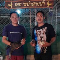 เพชรเมืองทอง ป่าโมก