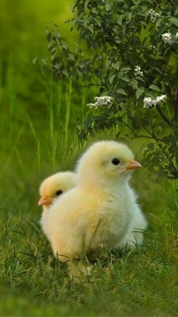 ตะกูลไข่ 🥚