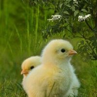 ตะกูลไข่ 🥚