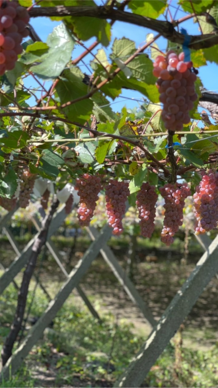 ソムリエ🍷ワインエキスパート受験対策(エクセレンス含）のオープンチャット