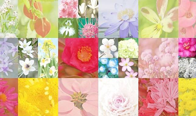 日本網上人氣 366誕生日の花個紋 一click就知 看看你的生日專屬花朵及花語 U Beauty Line Today