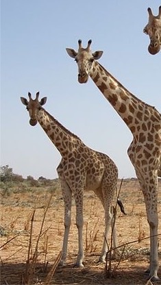 キリン♡Giraffe♡を愛でる会