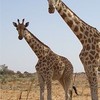 キリン♡Giraffe♡を愛でる会