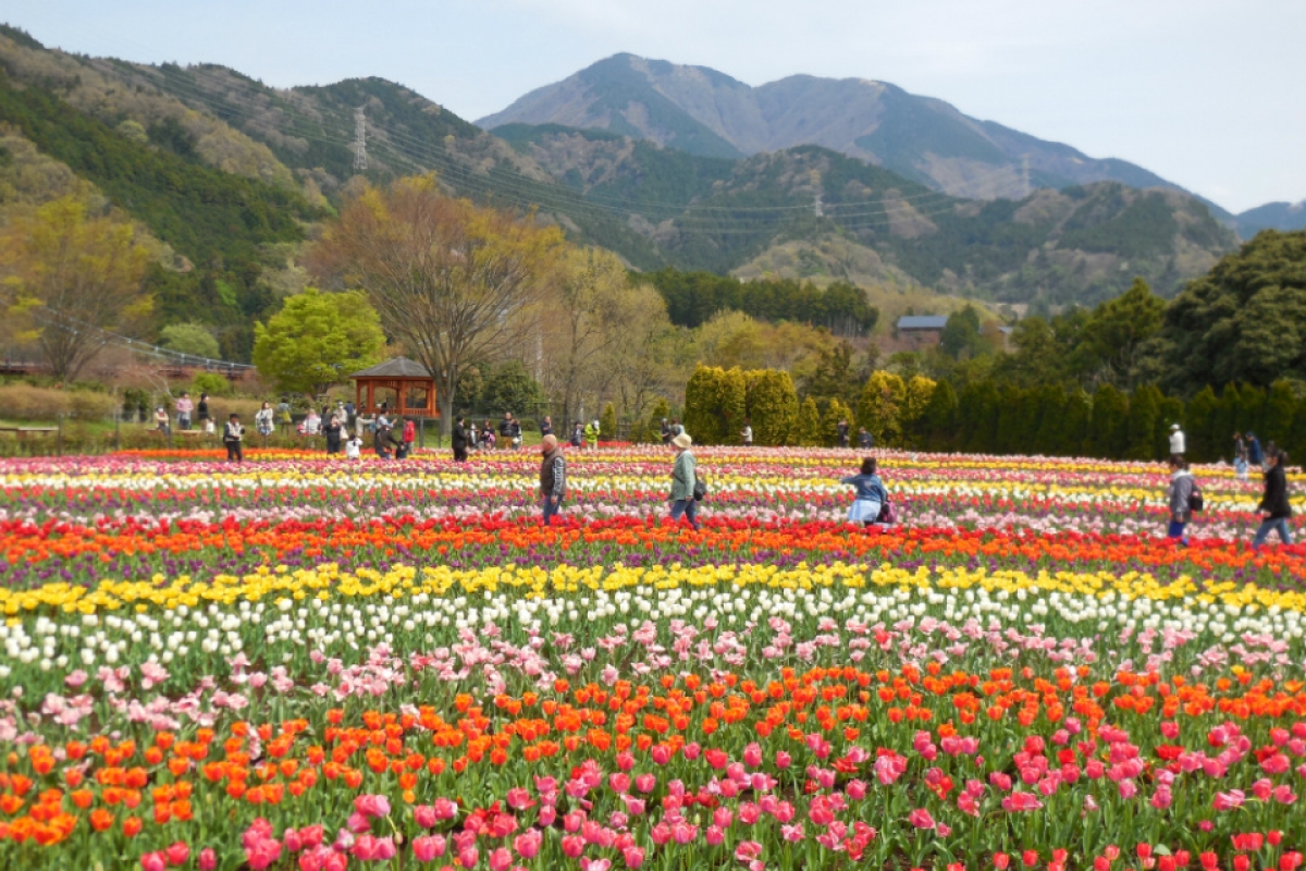 神奈川県立秦野戸川公園2