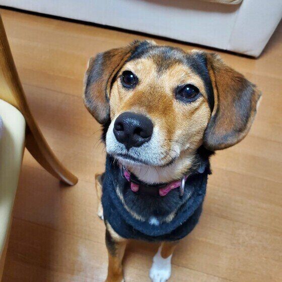 いじけるゴールデン 飼い主がウザめにかまってみると