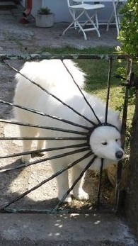 羽球團