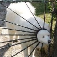 羽球團