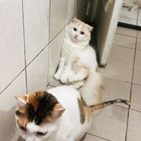 露可斯 貓狗 即期 飼料罐頭 可聊天不公審