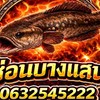 พูดคุยลูกค้ากิจกรรม ปลาช่อนบางแสน