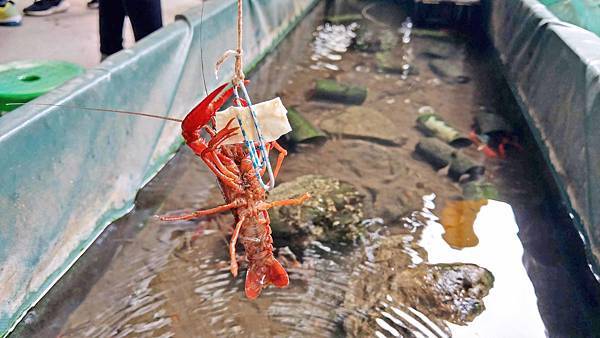 【台北景點】五股準園休閒生態農場-可以餵小動物、釣小龍蝦、看動物的好玩親子景點