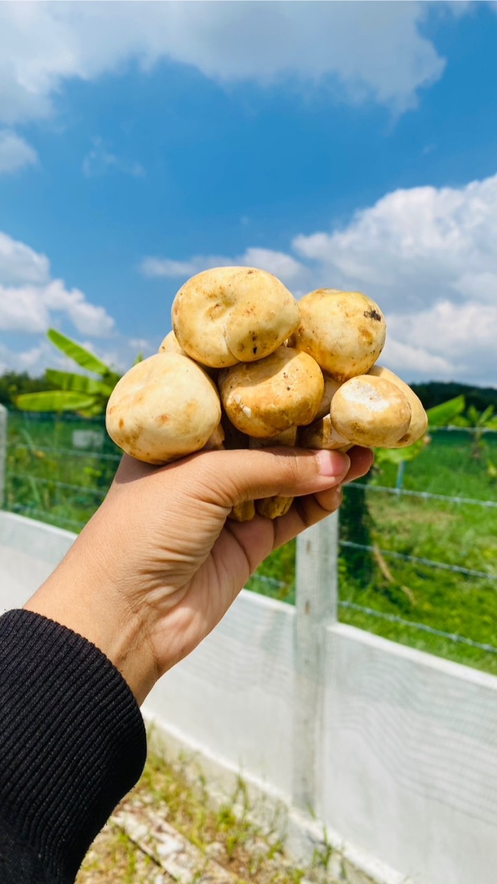 กลุ่มของป่า
