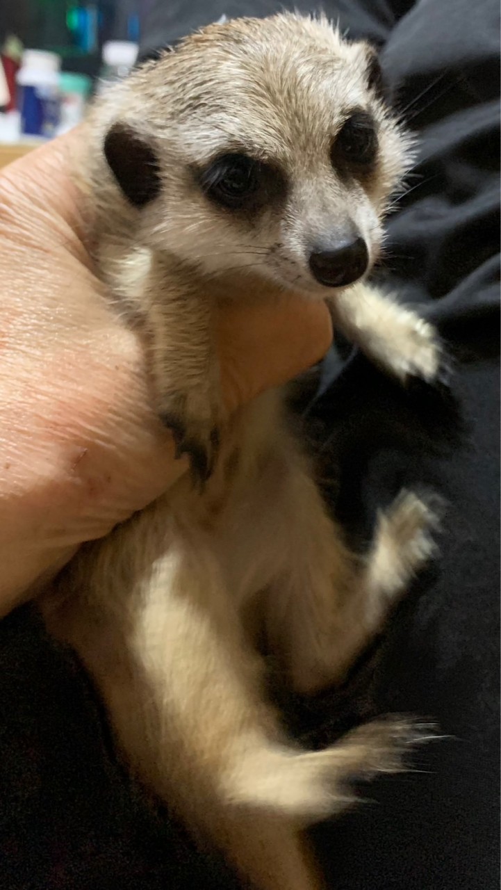 狐獴