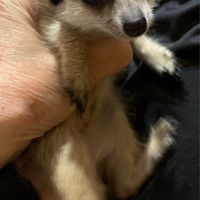 狐獴