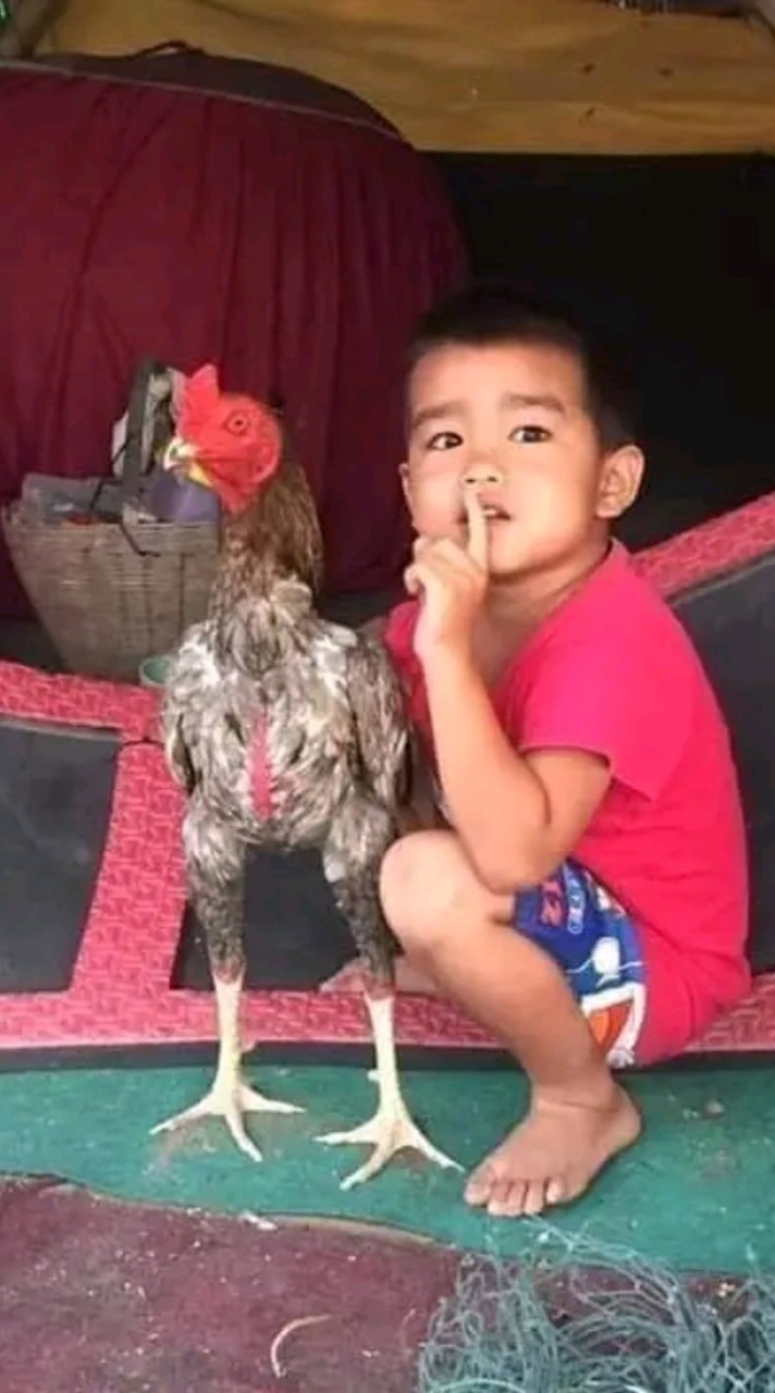 แบ่งปันสายพันธุ์ไก่ชนจังหวัดสุโขทัยและใกล้เคียง