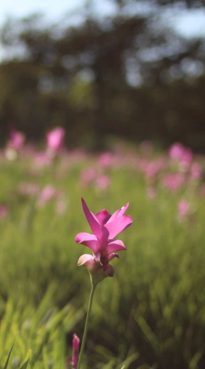 Beautiful flowers