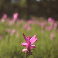 Beautiful flowers