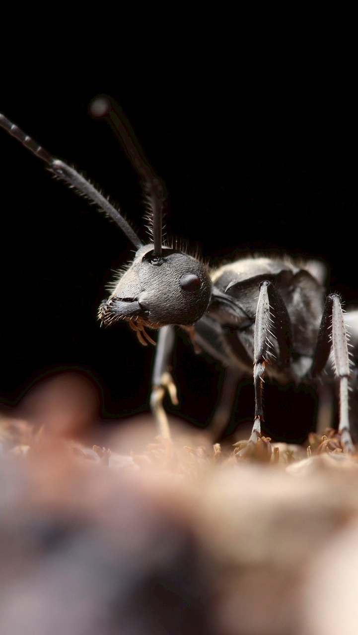 螞蟻🐜飼養交流討論區