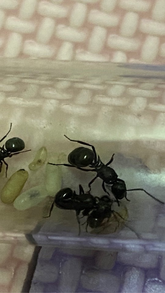 普普通通-螞蟻🐜飼養交流討論區