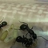 普普通通-螞蟻🐜飼養交流討論區