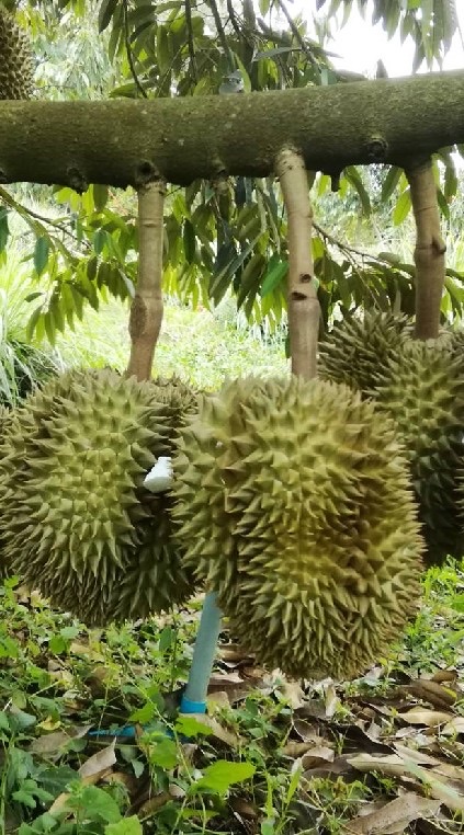 เกษตรอินทรีย์ผสมผสาน