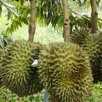 เกษตรอินทรีย์ผสมผสาน