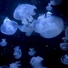 実 況 者　派生　；　固定