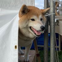 Kaka寵心食務所