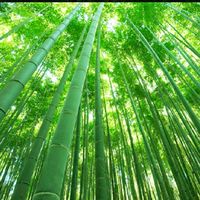 竹を見る会