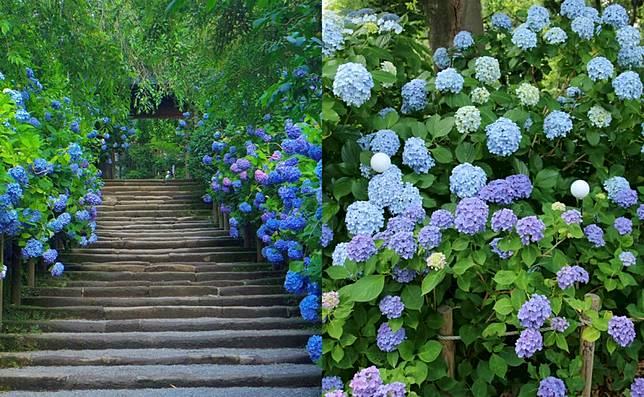 遊日本東北不能錯過的初夏景致 Sisguide Line Today