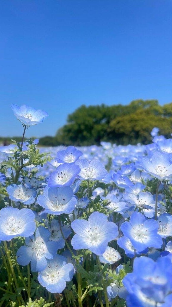 花筏本丸 ‎𓊆 刀剣乱舞緩也 𓊇