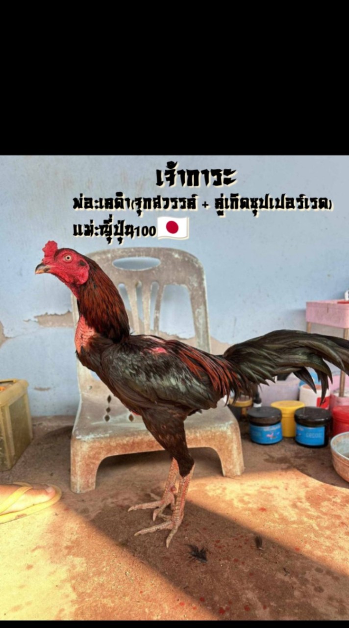 ซุ้ม ทรัพย์มังกร