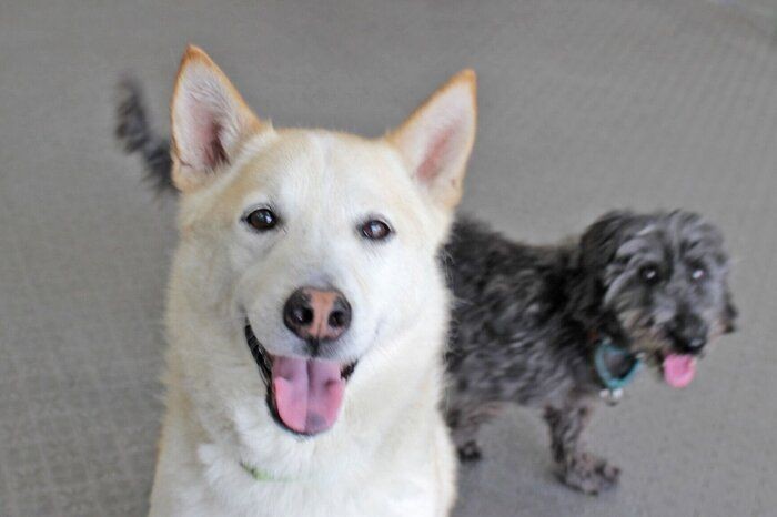 考えてみるべきは専門家 いぬのきもちnews