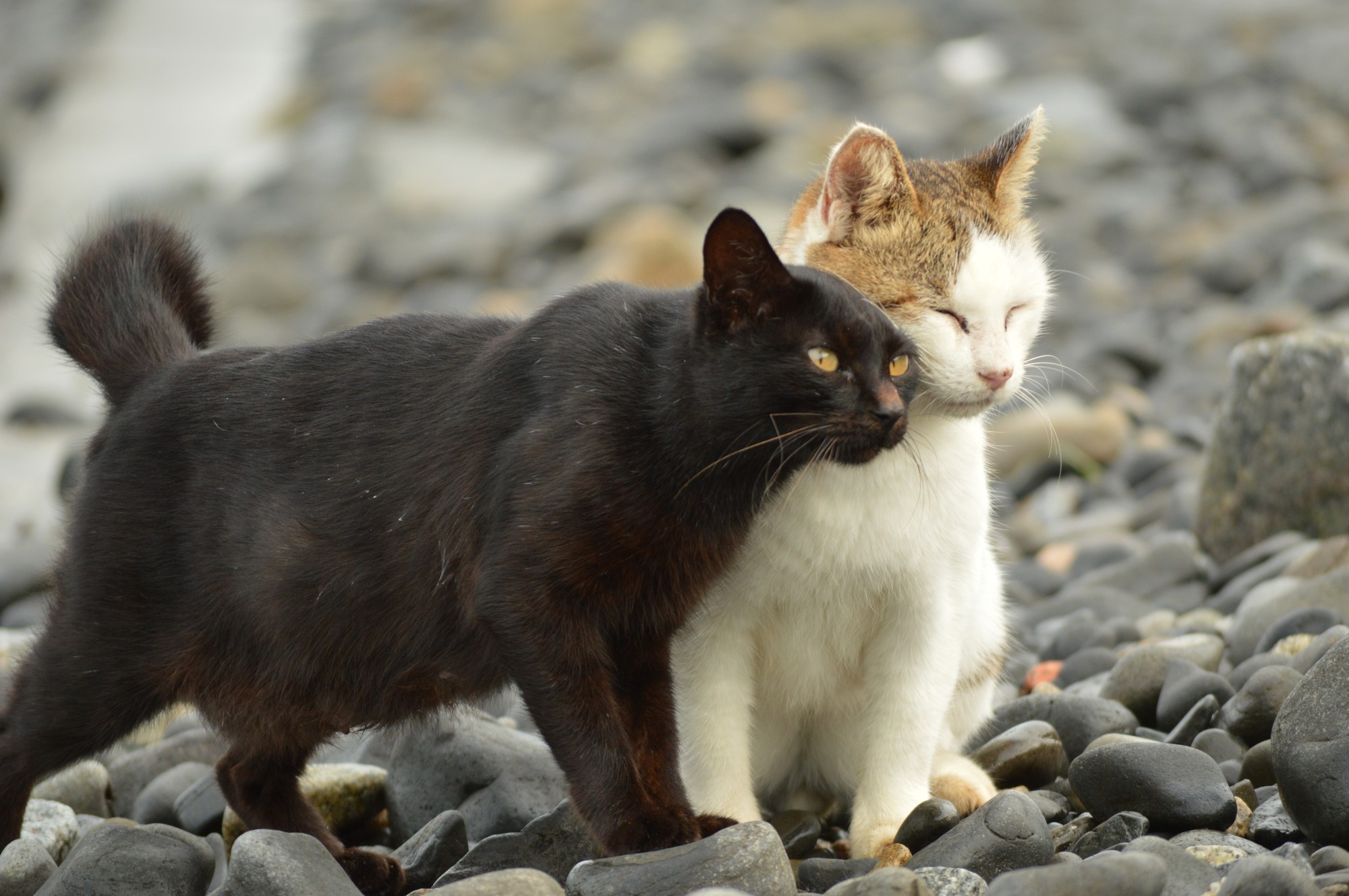 猫が体をスリスリするのはなぜ